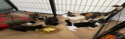 Mixed Breed cats for sale: KITTENS FOR SALE - Advert 1