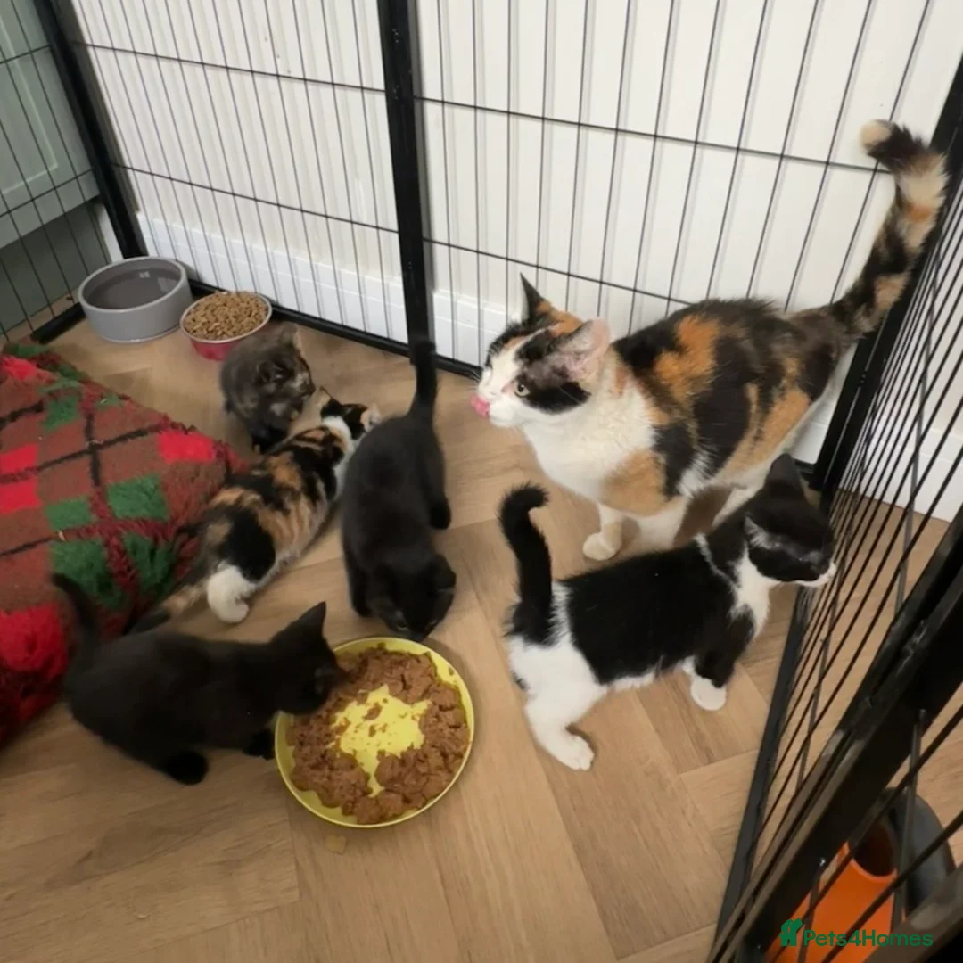 Mixed Breed cats for sale: KITTENS FOR SALE - Advert 1