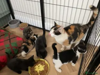 Mixed Breed cats KITTENS FOR SALE - Advert 8