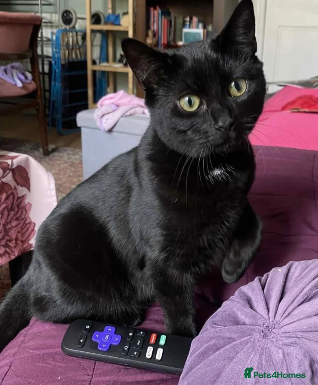 Mixed Breed cats for sale: 5 adorable kittens for sale! - Advert 13