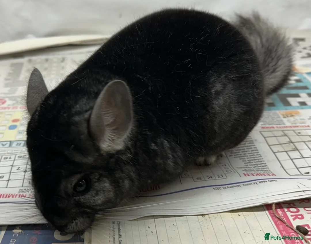 Chinchilla rodents for sale: Charlie, fabulous standard boy.  Super tame - Advert 1