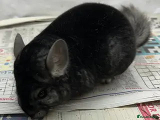 Chinchilla rodents Charlie, fabulous standard boy. Super tame - Advert 1