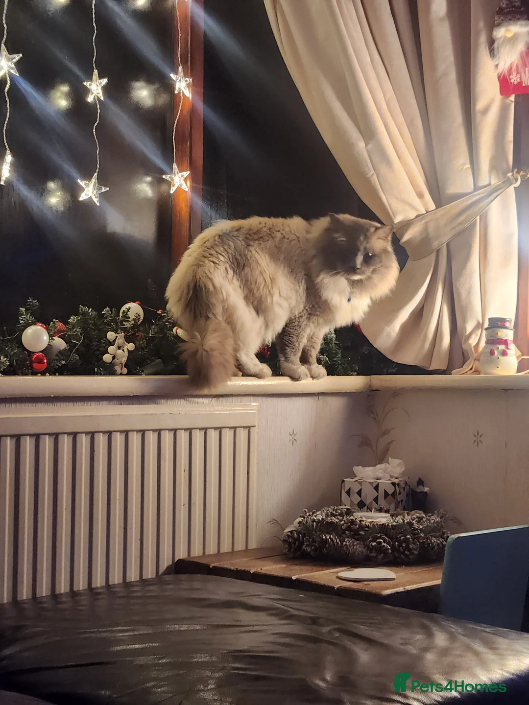 Ragdoll cats for stud: Beautiful ragdoll available for stud duties in Poulton-le-Fylde - Advert 5