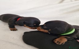 Miniature Dachshund dogs for sale: Beautiful black & tan miniature Dachshund puppies - Image 15