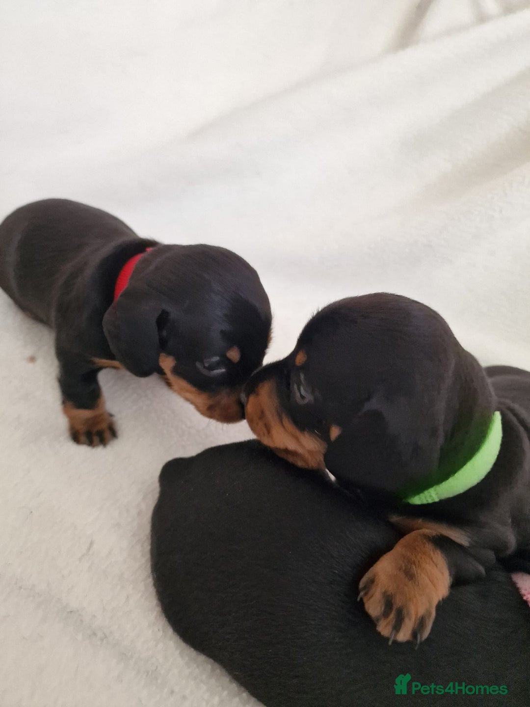 Miniature Dachshund dogs for sale: Beautiful black & tan miniature Dachshund puppies - Image 15