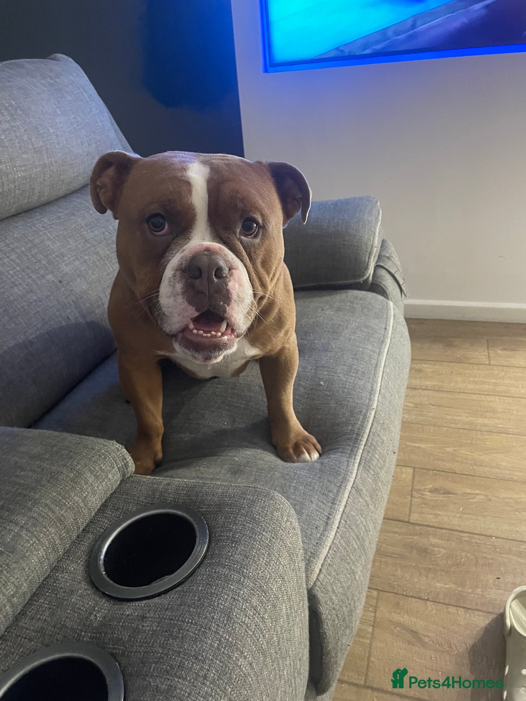 English Bulldog dogs for sale: Victorian bulldog (bruce) - Advert 1