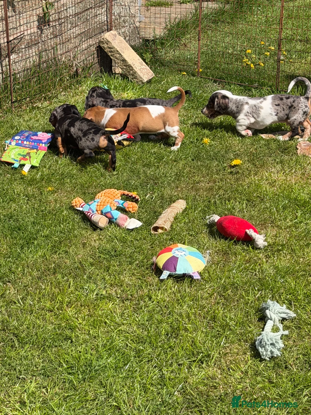 Dachshund dogs for sale: Home reared KC reg mini dachshund puppies  in Leicester - Advert 19