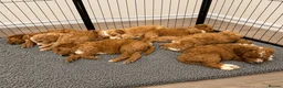 Australian Labradoodle dogs for sale: Australian Labradoodle Puppies - Advert 10