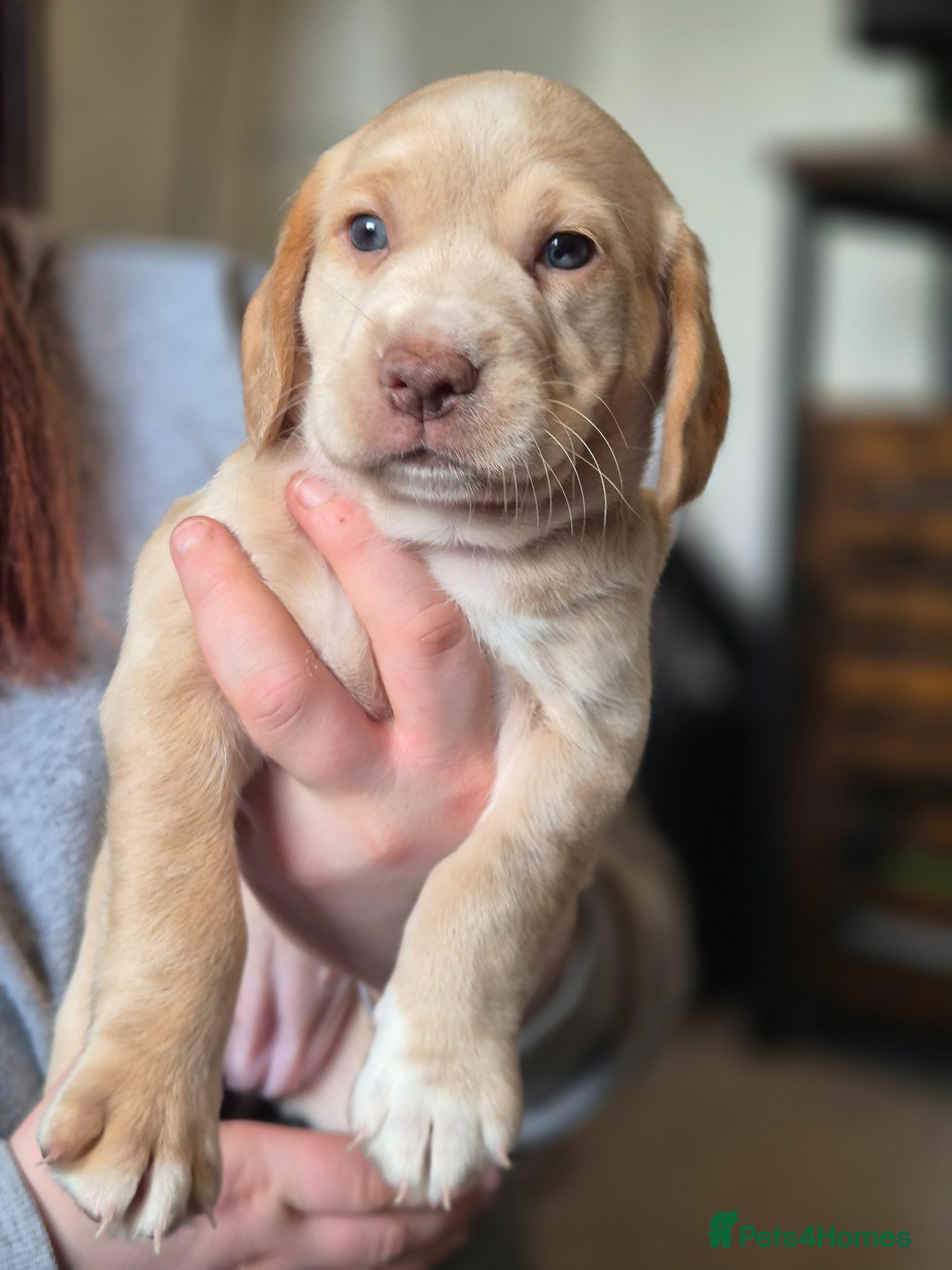 Cockerdor dogs Merle cockerdors  - Advert 2