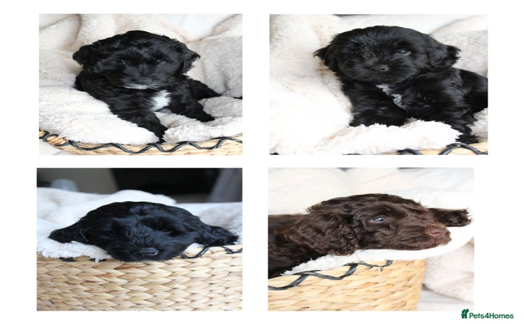 Australian Labradoodle dogs - Advert 7