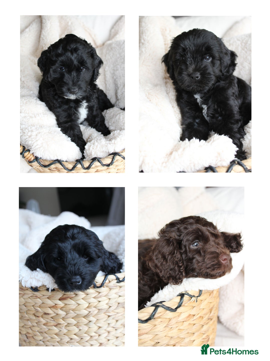 Australian Labradoodle dogs for sale: Health-tested Australian Labradoodle puppies - Image 1
