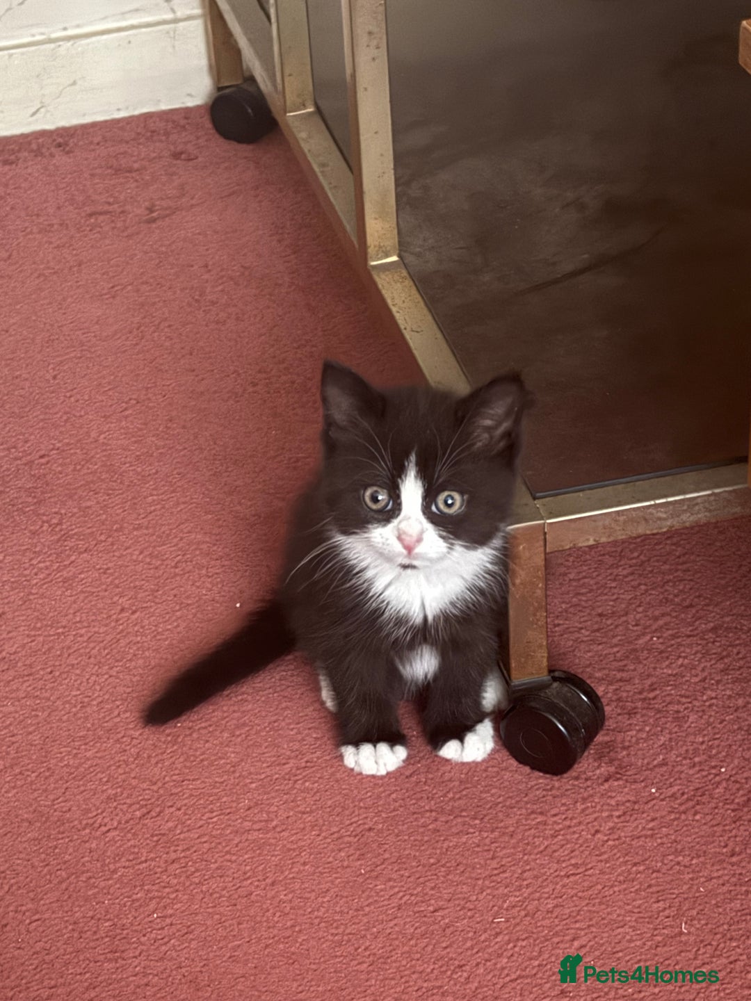 Mixed Breed cats for sale: Fluffy half Persian kitten - Image 5
