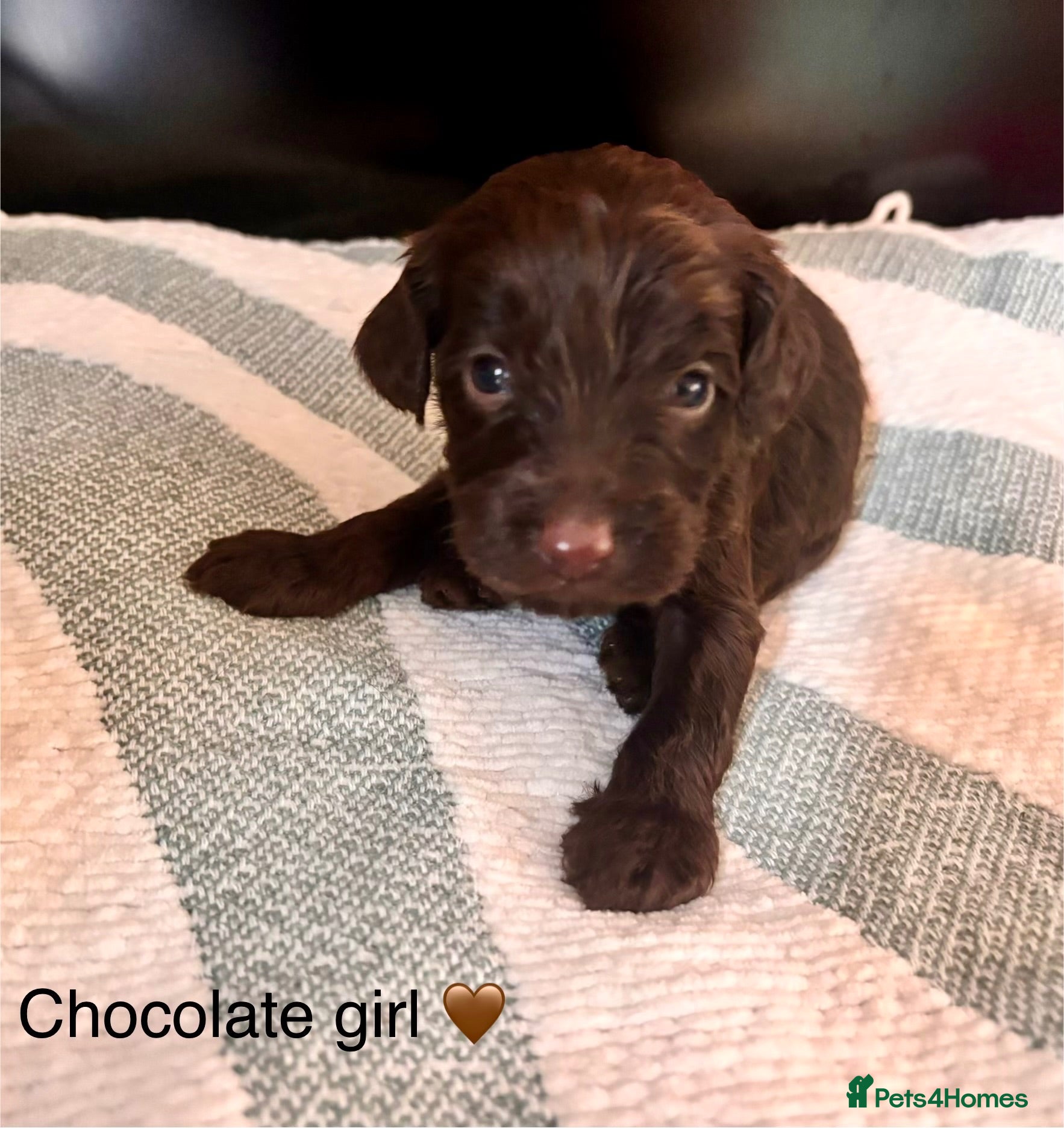 Cockapoo dogs 7 beautiful cockapoo puppies for sale - 1 reserved - Advert 11