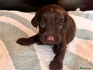 Cockapoo dogs 7 beautiful cockapoo puppies for sale - 1 reserved - Advert 11
