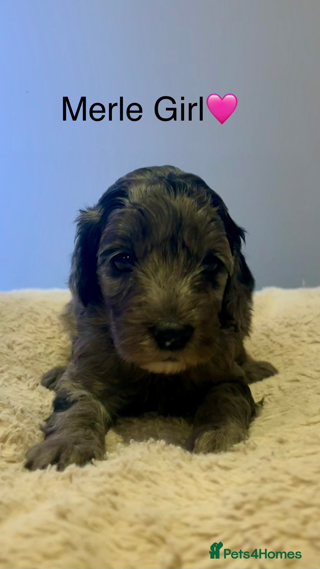 Cockapoo dogs for sale: 🐾STUNNING COCKAPOO PUPPIES🐾DNA TESTED PARENTS🧬 - Image 13