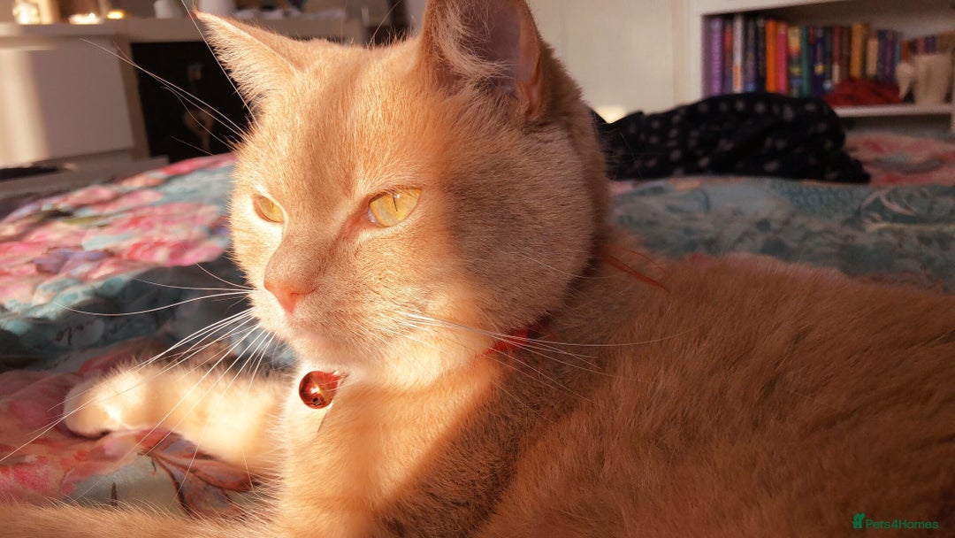 British Shorthair cats for sale: Nala - Rehoming (No fee)  - Image 4