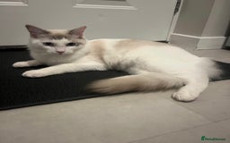 Ragdoll cats for sale: 🩵 Beautiful 7-Month-Old Ragdoll Boy - Image 2