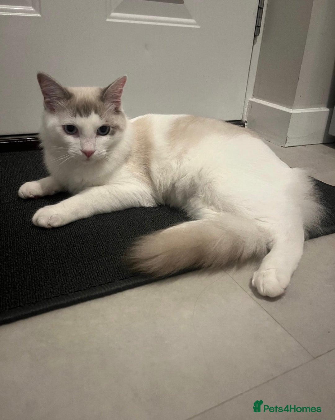 Ragdoll cats for sale: 🩵 Beautiful 7-Month-Old Ragdoll Boy - Image 2