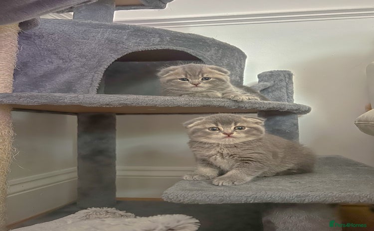 Mixed Breed cats - Advert 2