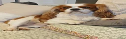 Cavalier King Charles Spaniel dogs for stud: KC Reg Cavalier King Charles Spaniel for Stud in Eastbourne - Advert 7
