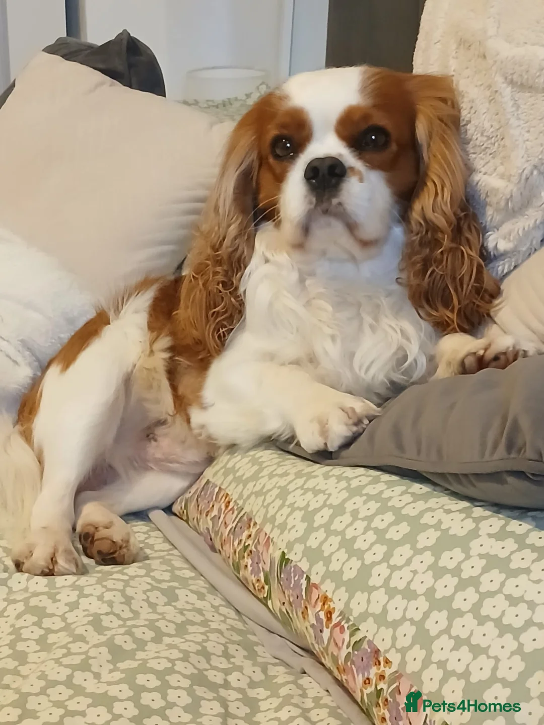 Cavalier King Charles Spaniel dogs for stud: KC Reg Cavalier King Charles Spaniel for Stud in Eastbourne - Advert 7