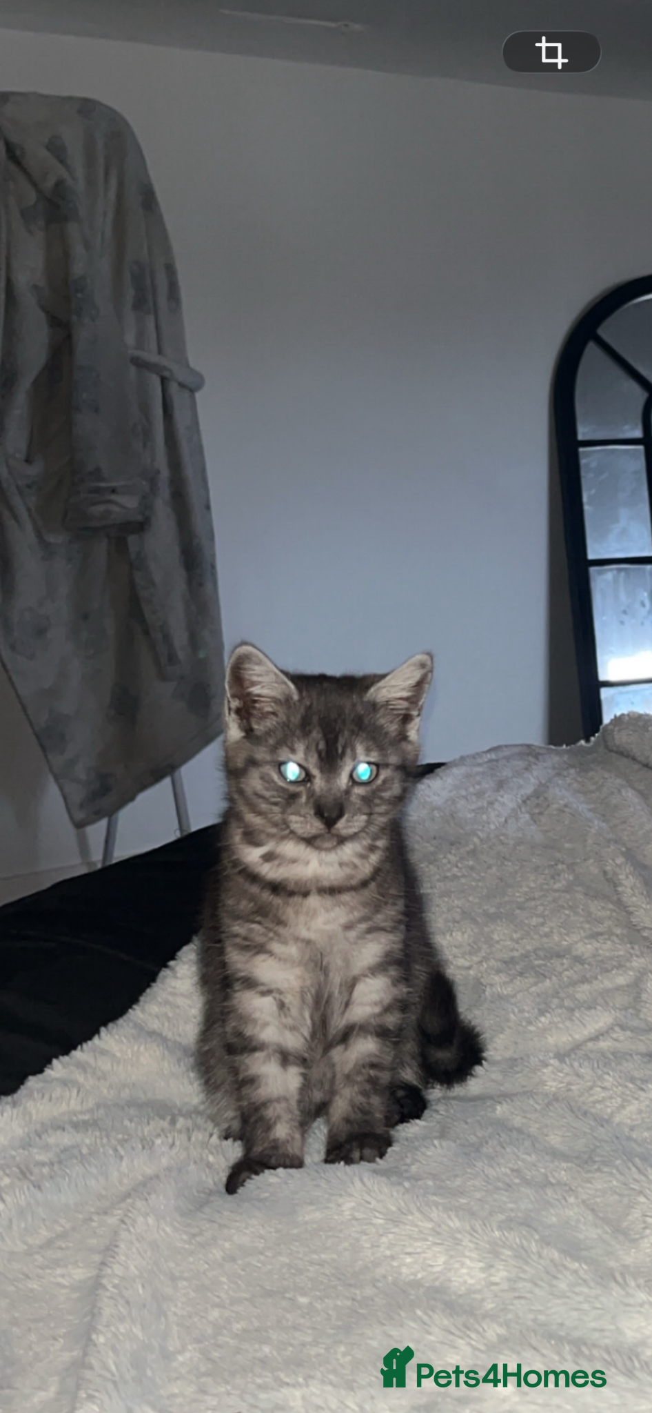 British Shorthair cats 1 male British shorthair available now! - Advert 6