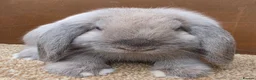 Dwarf Lop rabbits for sale: Dwarf Lop Baby Bucks  - Advert 1
