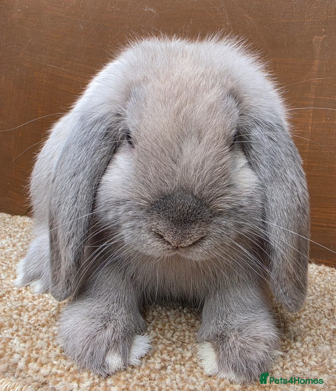 Dwarf Lop rabbits for sale: Dwarf Lop Baby Bucks  - Advert 1