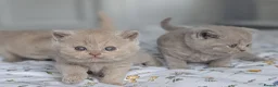 British Shorthair cats for sale: Exceptional British Shorthair kittens 🔥💥 - Advert 8