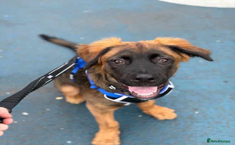 Mixed Breed dogs - Advert 1