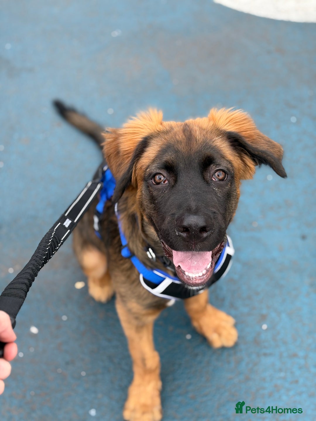 Mixed Breed dogs for sale: German shepherd x cane corso - Image 1
