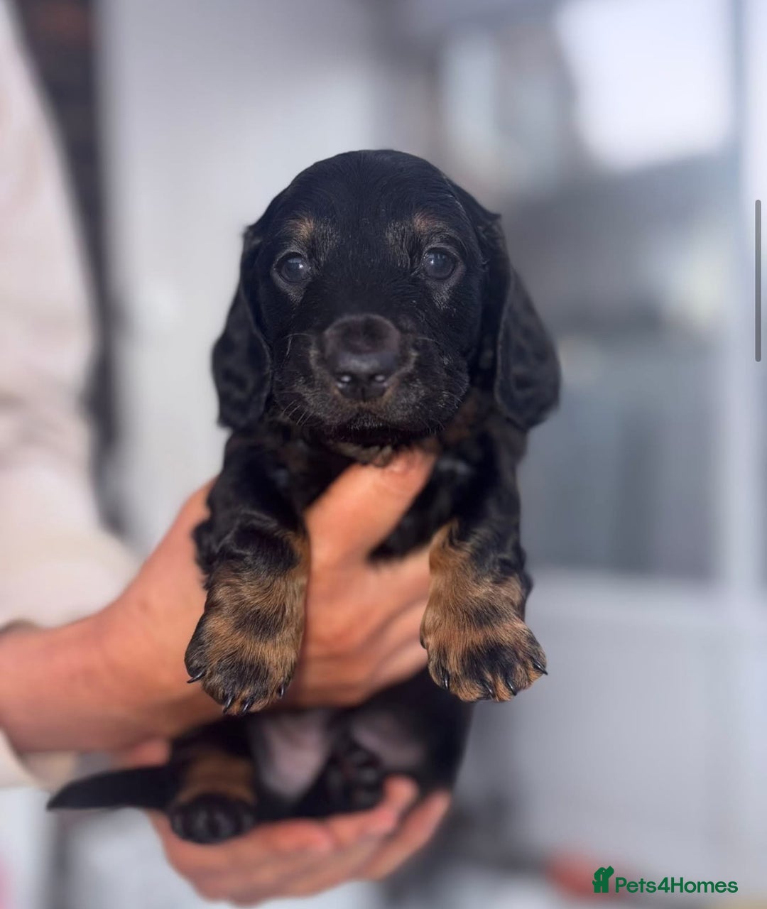Dachshund dogs for sale: Long haired dachshunds  - Image 6