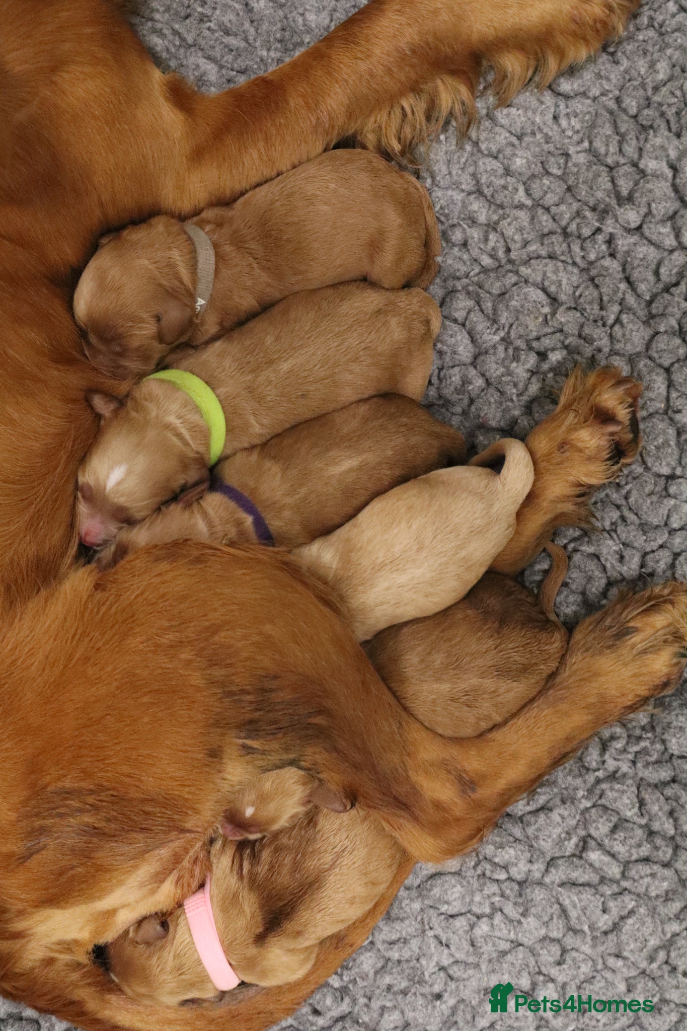 Cockapoo dogs for sale: ELITE COCKAPOOS LICNECED 5* BREEDERS - Advert 4