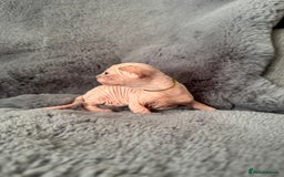 Sphynx cats for sale: 🔥Sphynx and Elf kittens🔥 - Image 8