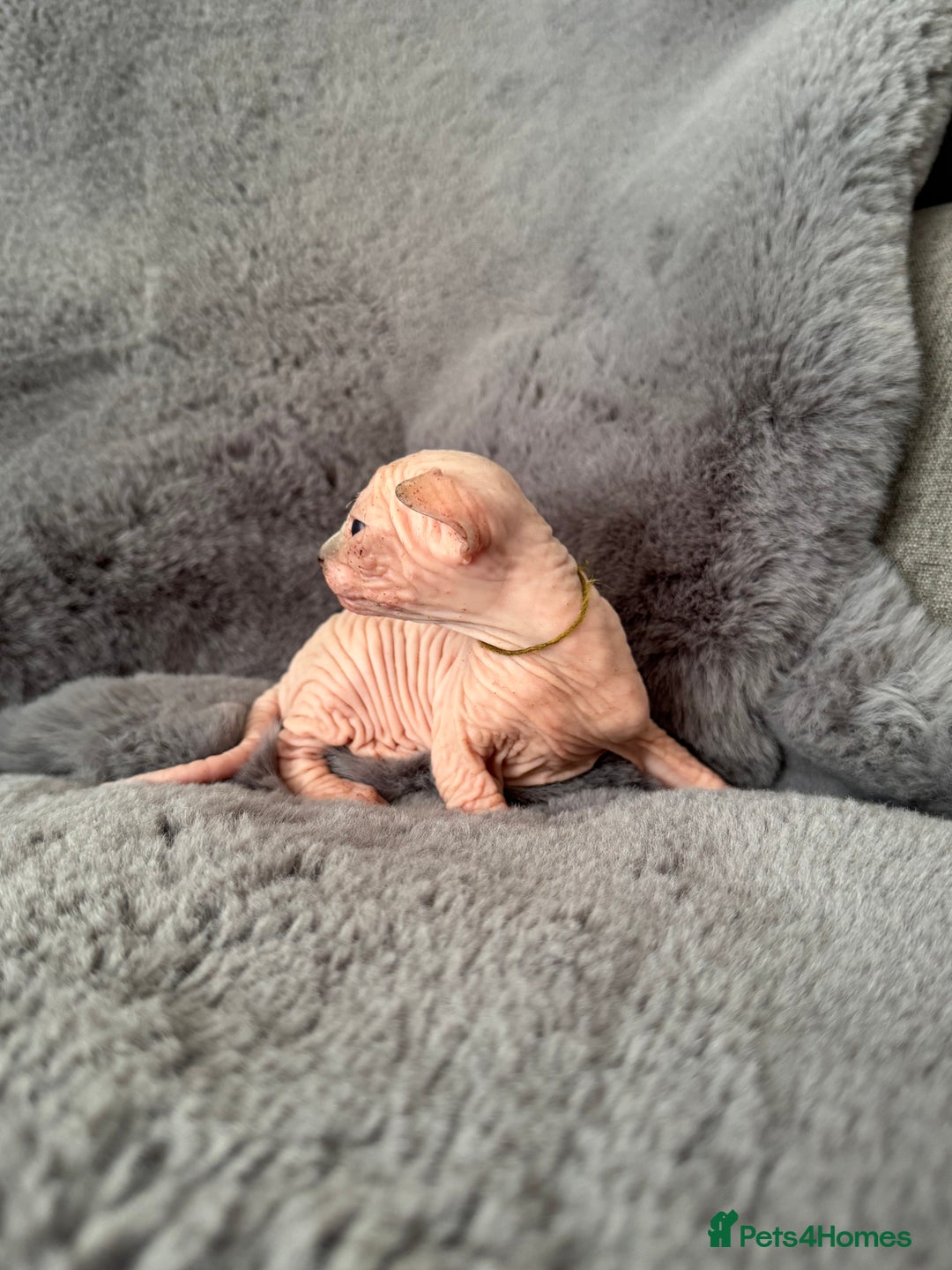 Sphynx cats for sale: 🔥Sphynx and Elf kittens🔥 - Image 8