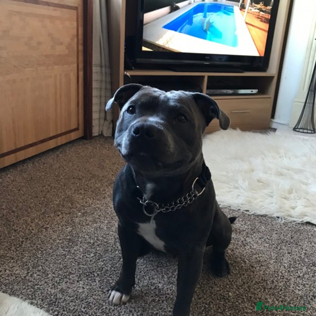 Staffordshire Bull Terrier dogs for stud: Blue Staffordshire bull terrier proven stud in Port Glasgow - Image 11