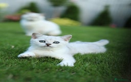 Scottish Fold cats for sale: Last Boy very good price!as we're going in holiday - Image 1
