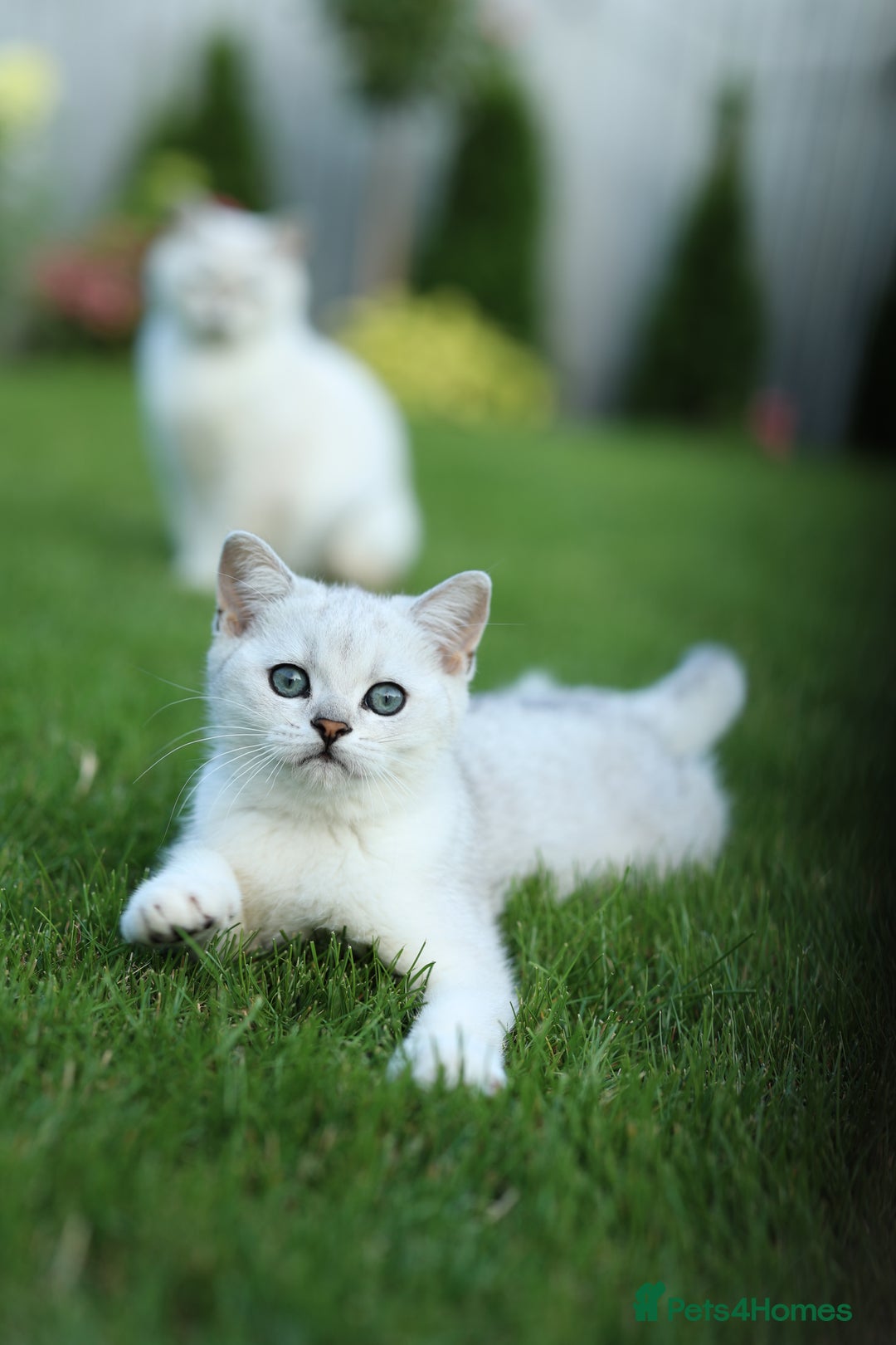 Scottish Fold cats for sale: Last Boy very good price!as we're going in holiday - Image 1