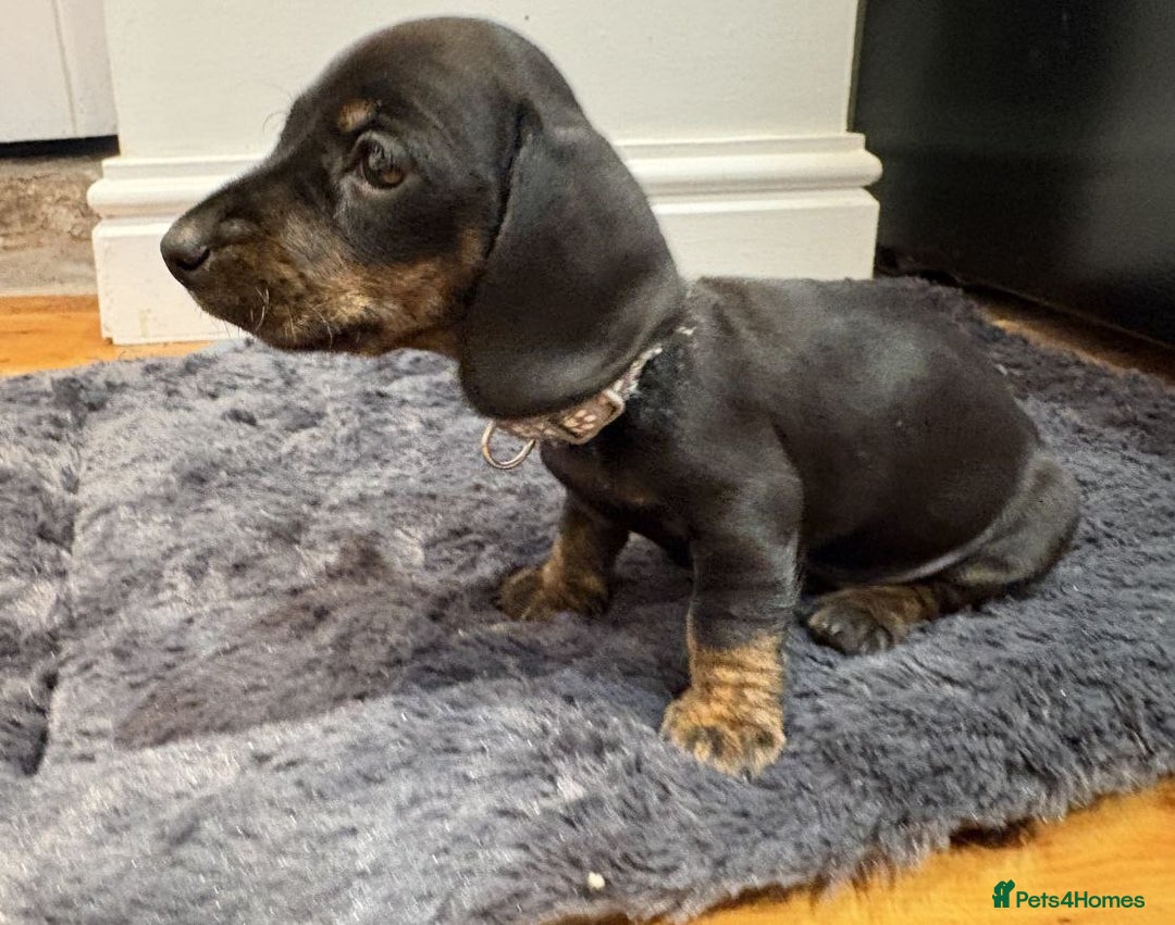 Miniature Dachshund dogs for sale: STUNNING KC MINIATURE PUPPIES - Advert 4