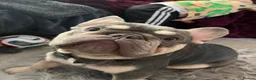French Bulldog dogs for stud: Hugo  - Advert 1