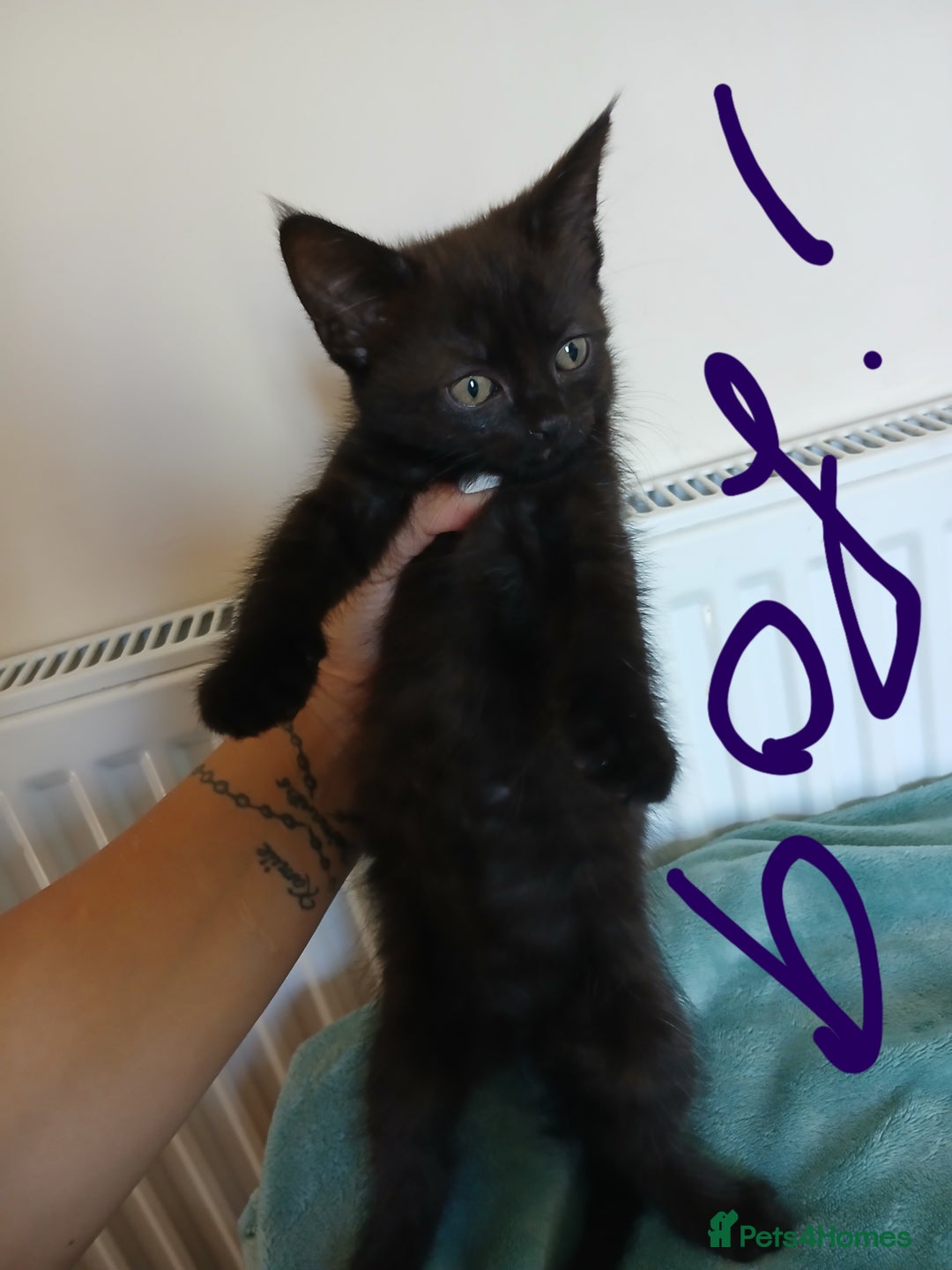 Mixed Breed cats for sale: 7 very fluffy kittens wisbech!!🐈‍⬛️🐈‍⬛️😻 - Image 8