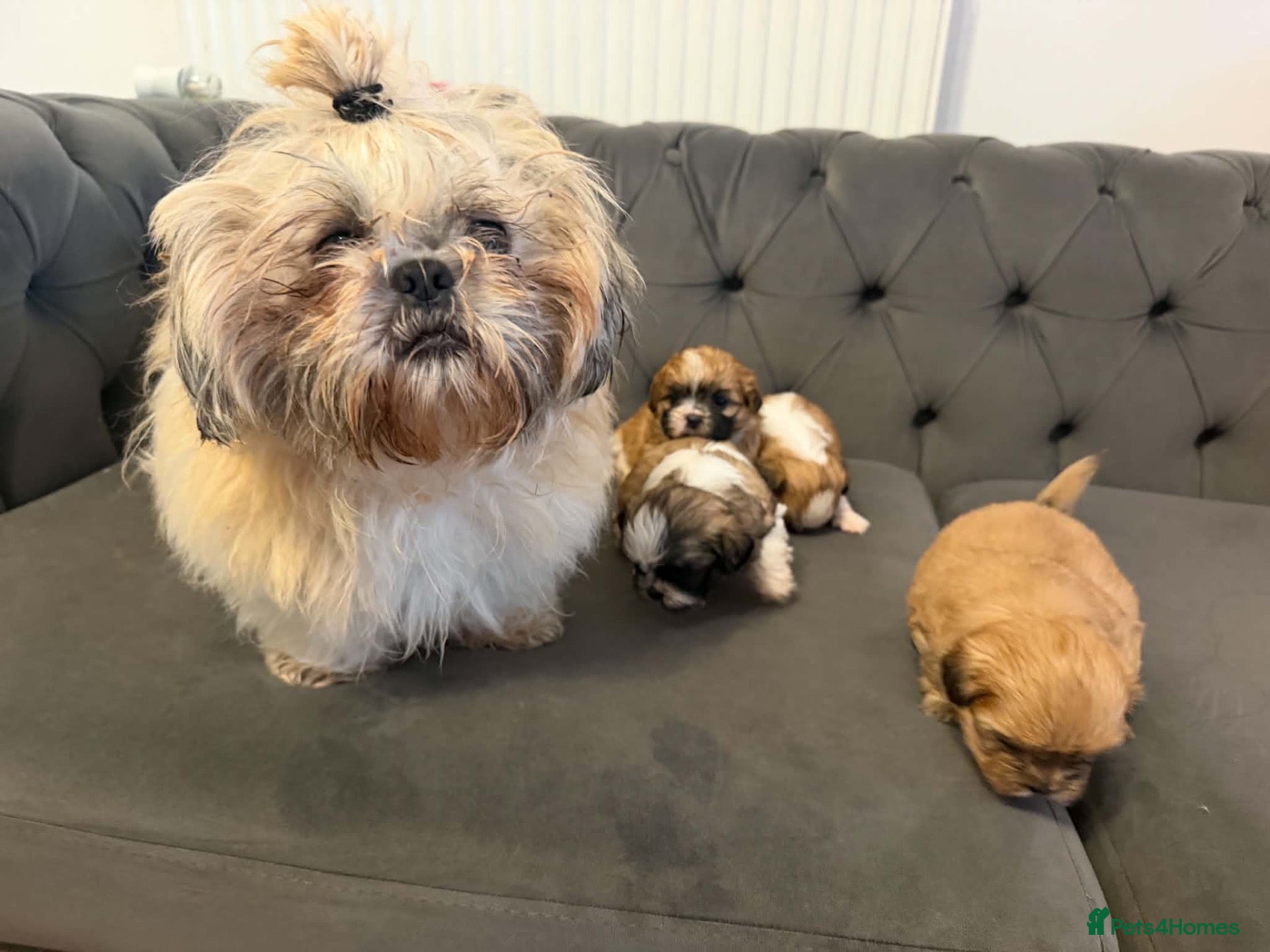 Shih Tzu dogs Shih tzu 1 boy 3 girls available ❤️ - Advert 1