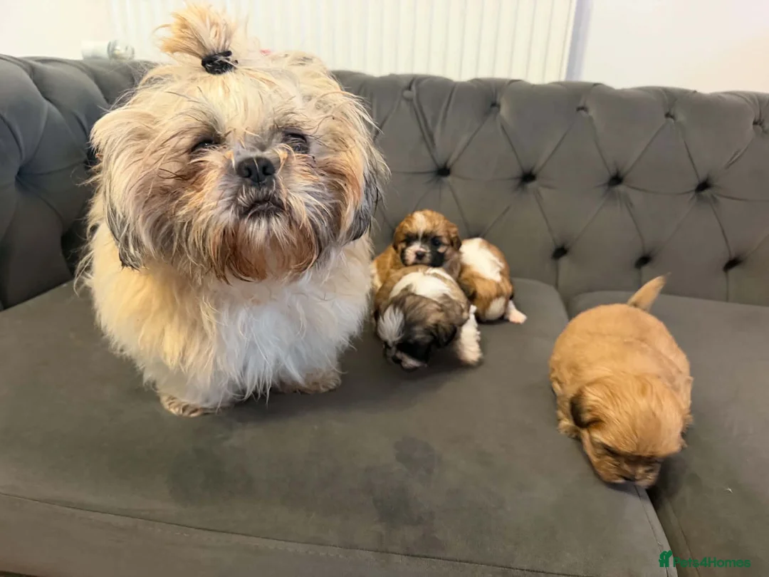 Shih Tzu dogs for sale: Shih tzu 1 boy 3 girls available ❤️ - Advert 1