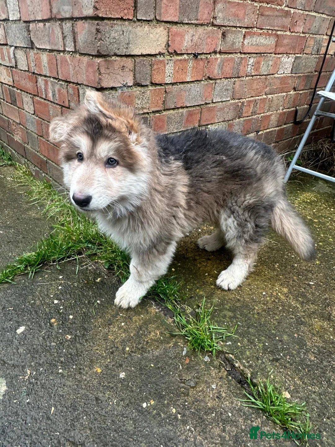 German Shepherd dogs for sale: Otto 🐾 - Advert 1