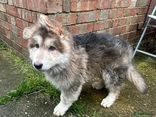 German Shepherd dogs Otto 🐾 - Advert 5