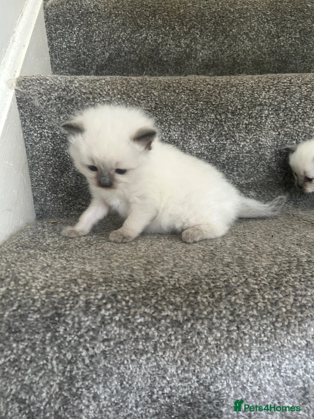 Ragdoll cats for sale: Ragdoll kitten for sale  - Advert 2