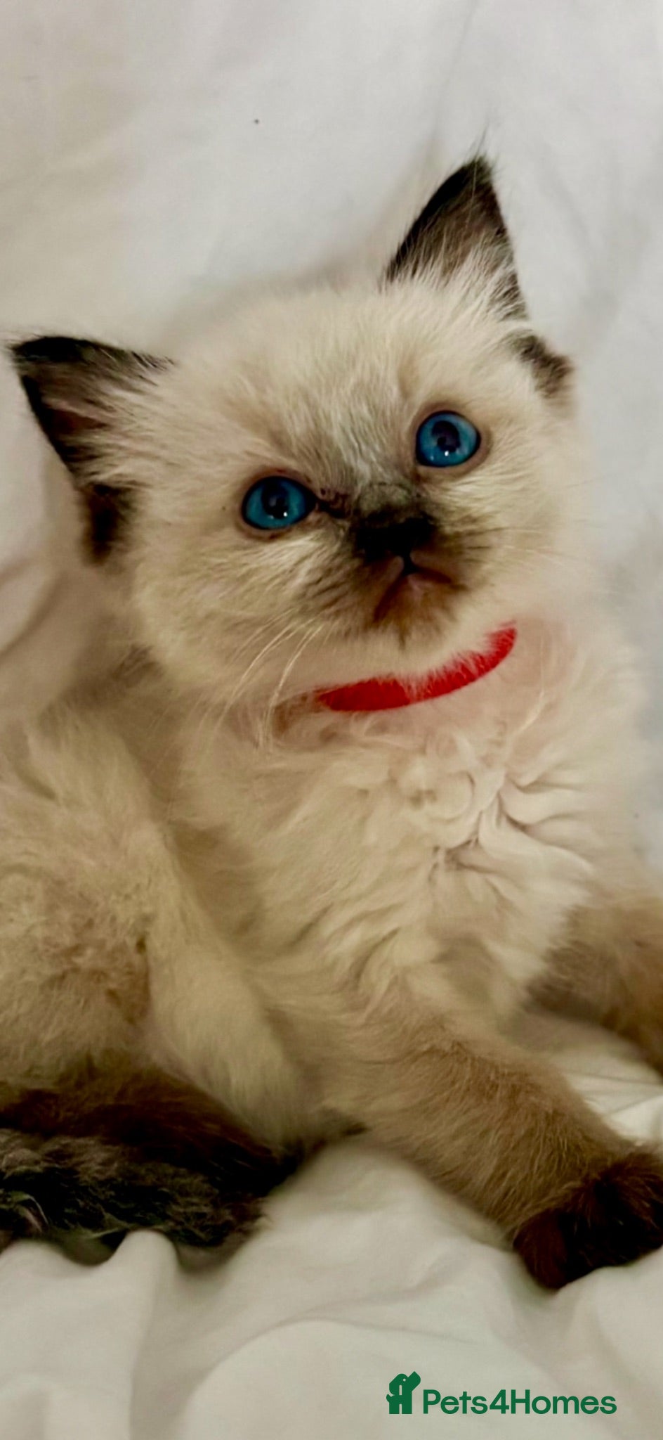 Ragdoll cats 🩷💙 Stunning GCCF kittens 💜❤️ - Advert 1