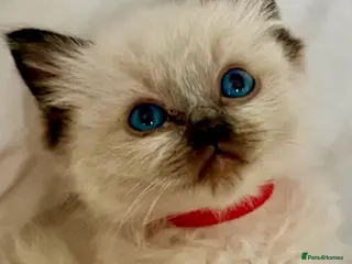 Ragdoll cats 🩷💙 Stunning GCCF kittens 💜❤️ - Advert 1