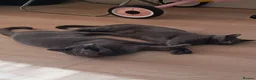 Russian Blue cats for sale: Two incredibly affectionate Russian Blue siblings  - Advert 9