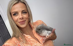 Mini Lion Lop rabbits for sale: Grey female Minilop Lionhead - Image 3